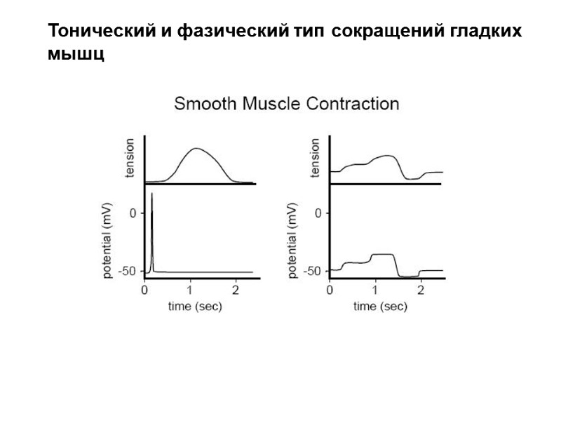 Тонический и фазический тип сокращений гладких        